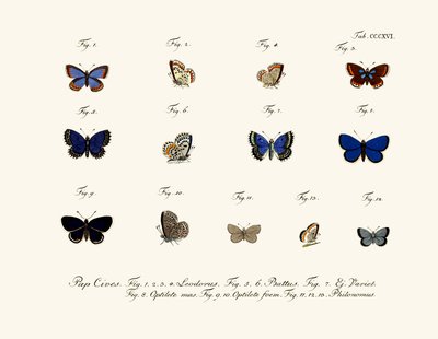 Mariposas de German School