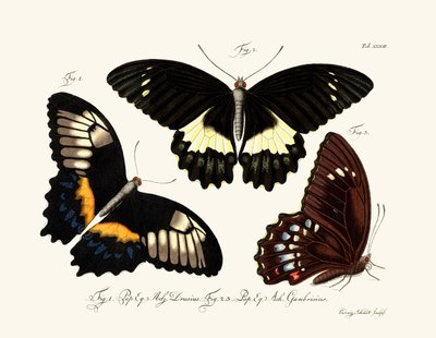 Mariposas de German School