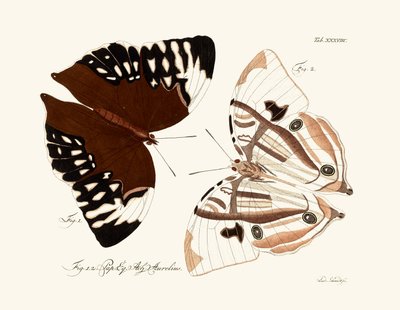 Mariposas de German School