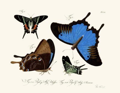 Mariposas de German School
