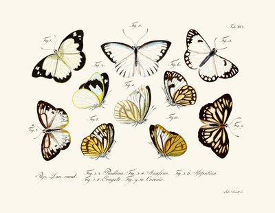 Mariposas de German School
