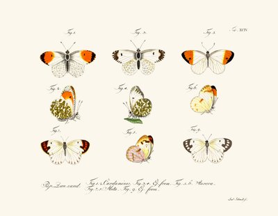 Mariposas de German School