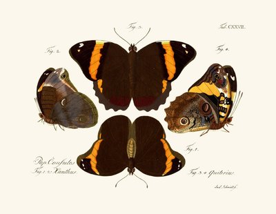 Mariposas de German School
