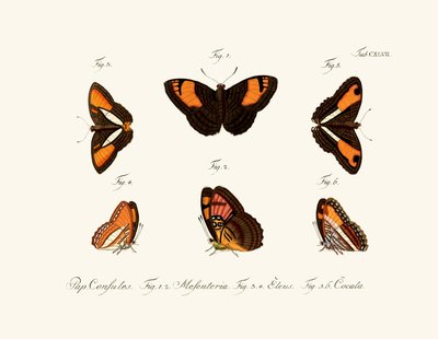 Mariposas de German School