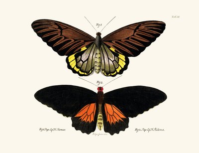 Mariposas de German School