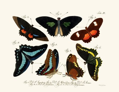 Mariposas de German School