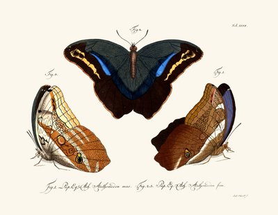 Mariposas de German School