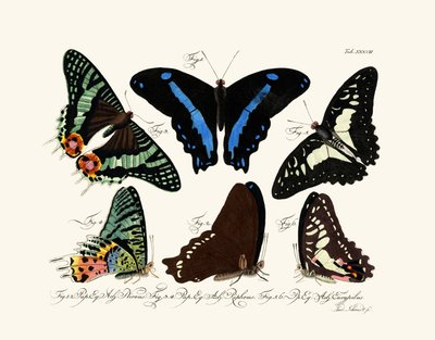 Mariposas de German School