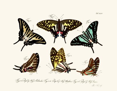 Mariposas de German School