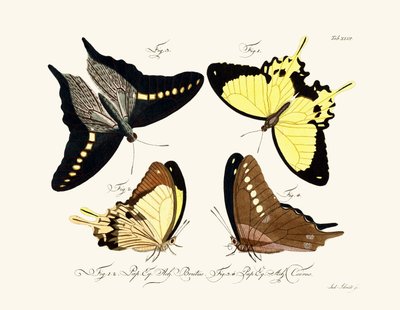 Mariposas de German School