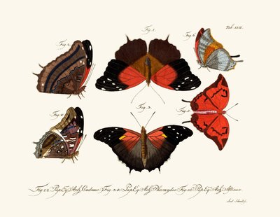 Mariposas de German School