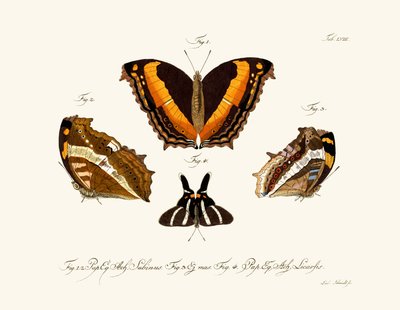 Mariposas de German School