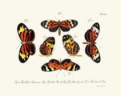 Mariposas de German School