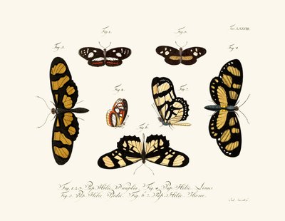 Mariposas de German School