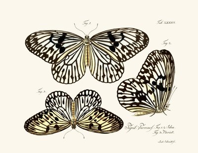 Mariposas de German School