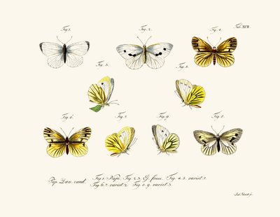 Mariposas de German School