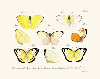 Mariposas de German School