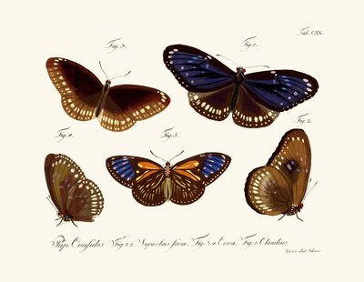 Mariposas de German School