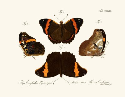 Mariposas de German School