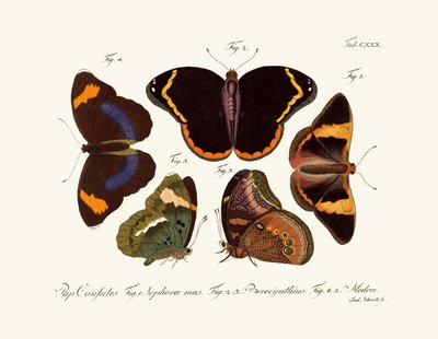 Mariposas de German School