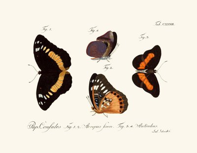 Mariposas de German School