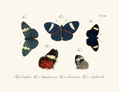 Mariposas de German School