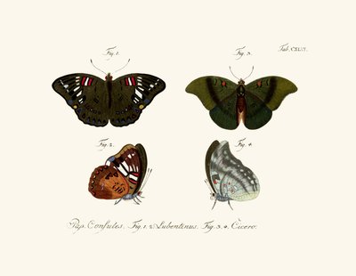 Mariposas de German School
