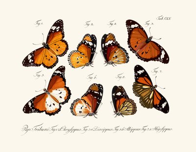 Mariposas de German School