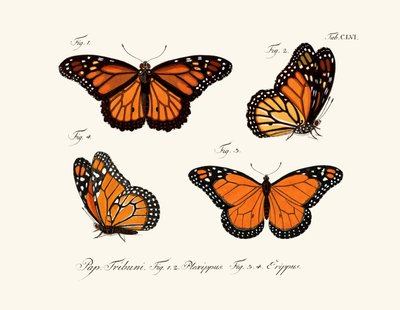 Mariposas de German School