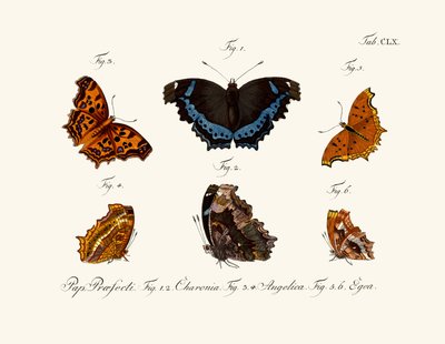 Mariposas de German School