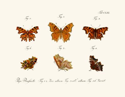 Mariposas de German School