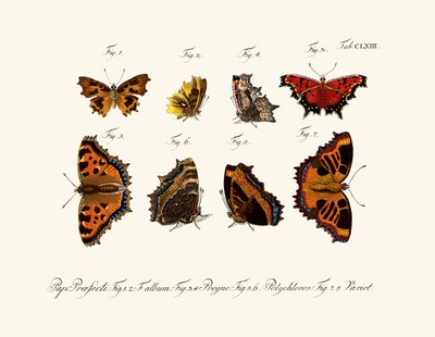 Mariposas de German School