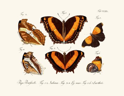 Mariposas de German School