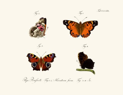 Mariposas de German School