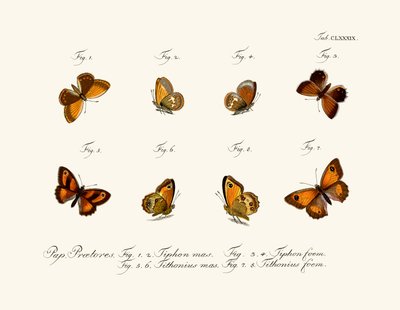 Mariposas de German School