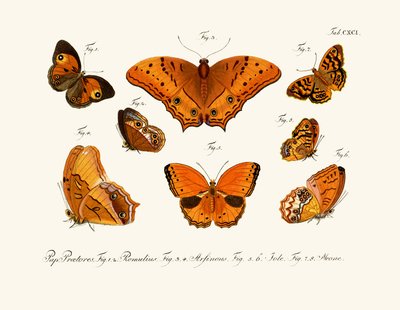 Mariposas de German School