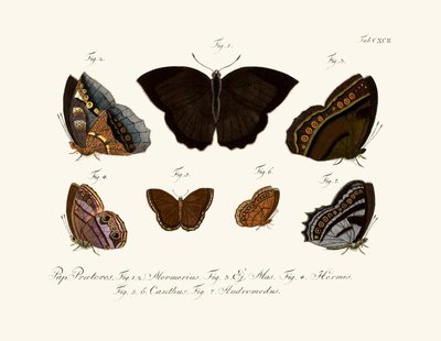 Mariposas de German School