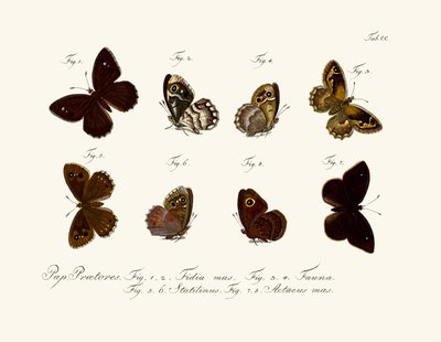 Mariposas de German School