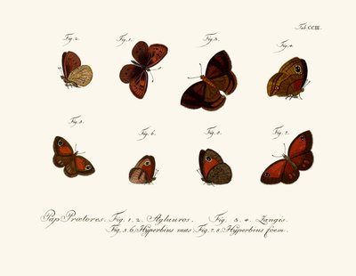 Mariposas de German School