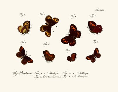 Mariposas de German School