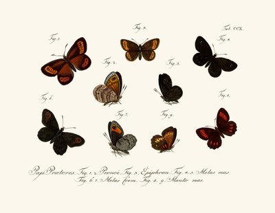 Mariposas de German School