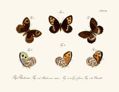 Mariposas de German School