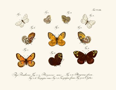 Mariposas de German School