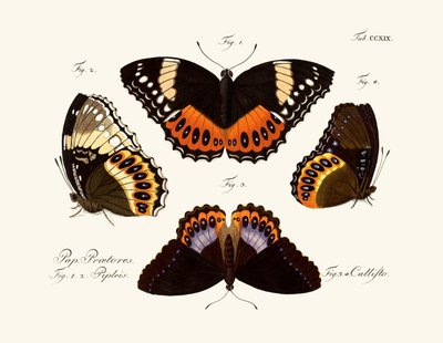 Mariposas de German School