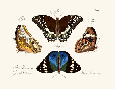 Mariposas de German School
