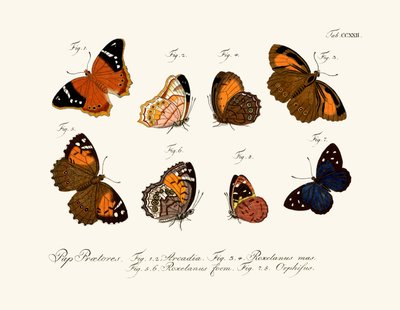 Mariposas de German School