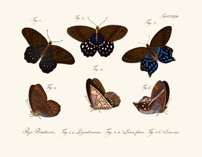 Mariposas de German School