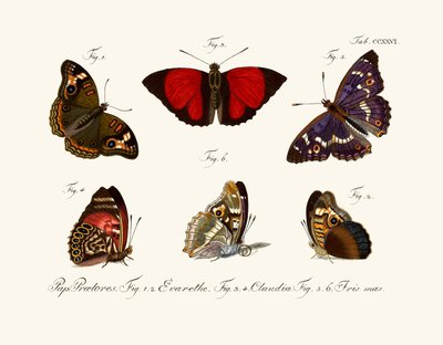 Mariposas de German School