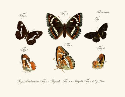 Mariposas de German School