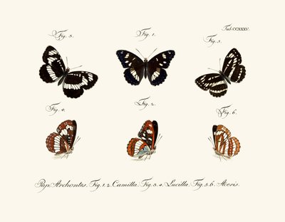 Mariposas de German School